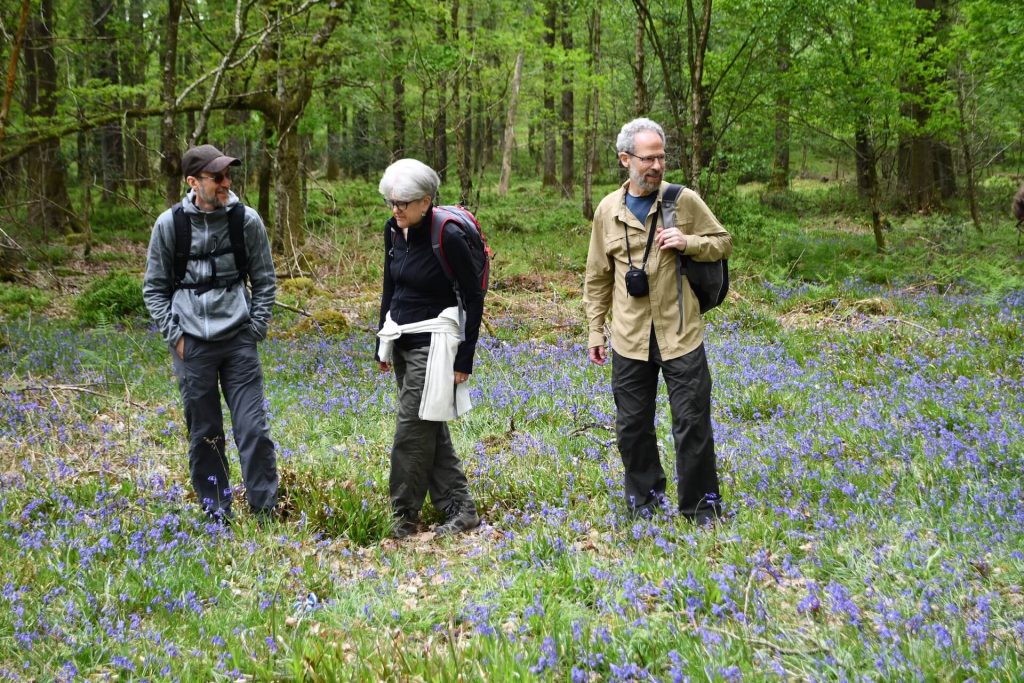Three hikers standing in and admiring a field of Bluebells in Wicklow Ireland with Footfalls Walking Holidays